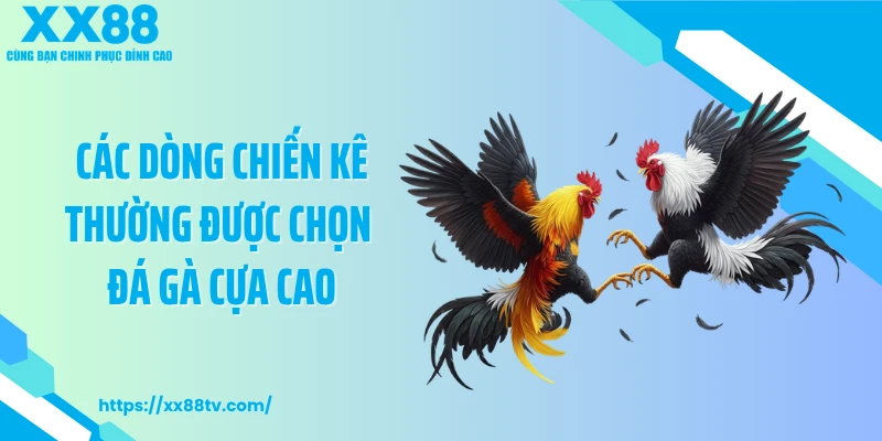 Các dòng chiến kê thường được chọn đá gà cựa cao