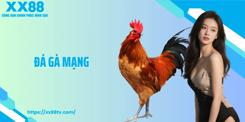 Đá Gà Mạng Căng Thẳng Từng Giây, Theo Dõi Là Khó Rời Mắt 